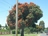 VIC - Drouin - Eucalyptus Ficifolia (30 Jan 2011)